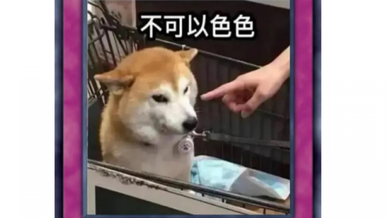 柴犬狗狗卡牌表情包 | 不可以色色缩略图