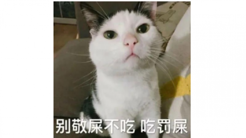 沙雕猫咪表情包 | 别敬屎不吃 吃罚屎