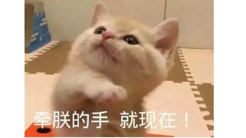 可爱小猫咪撩人表情包合集|小猫咪能有什么坏心思呢缩略图